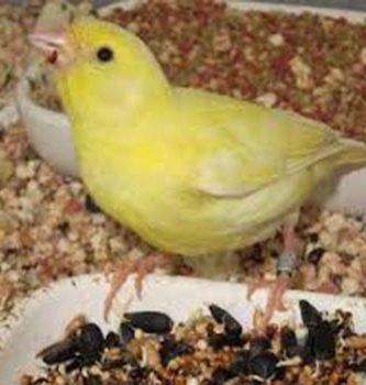 Comida para canarios