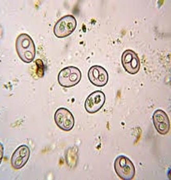 cocidiosis