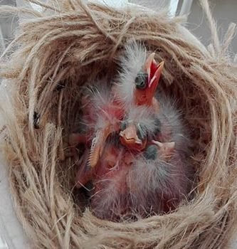 Temporada de cría en canarios