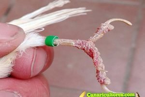 Escama en patas de canarios