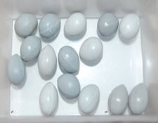huevos falsos para canarios