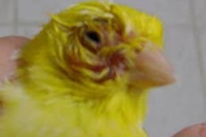 Tricomoniasis en canarios