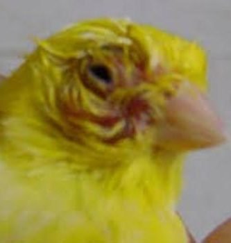 Tricomoniasis en canarios