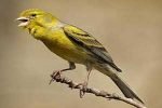 Canto de canario