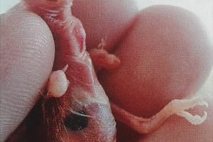 punto negro en canarios