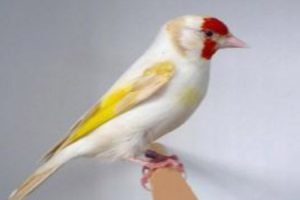 Jilguero blanco o albino