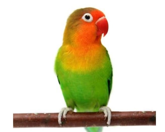 Agapornis fisher
