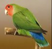 agapornis roseicollis