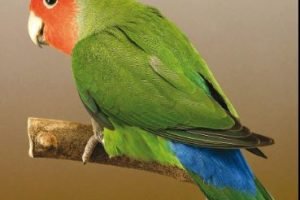 agapornis roseicollis