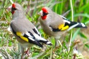 jilguero del himalaya