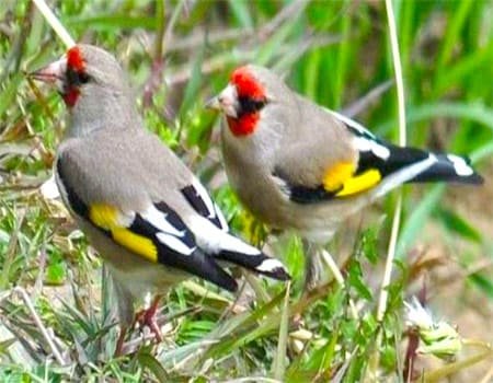 jilguero del himalaya