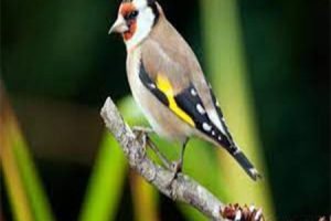 jilguero parva canaricultores.com